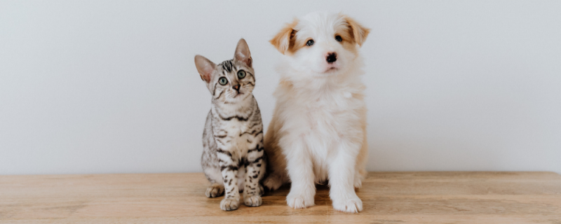 Retail Pet Supply