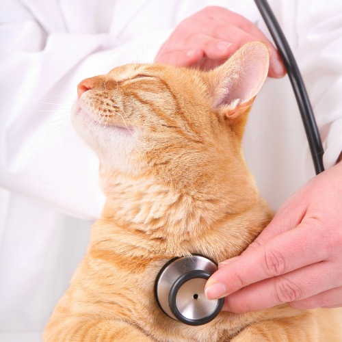 Vet Clinic